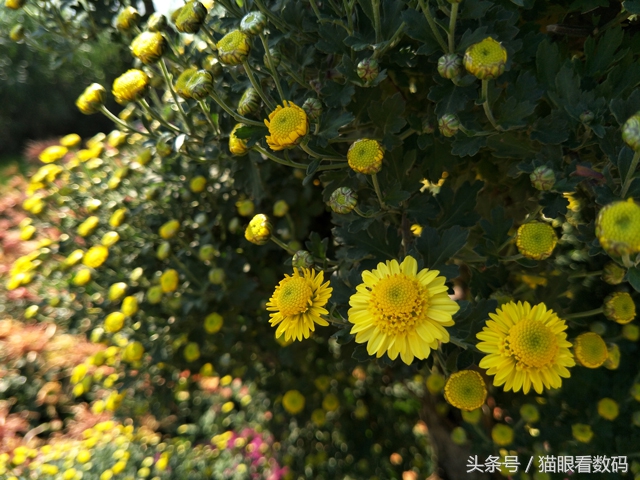 oppor9s现在还值不值得买,oppor9s的游戏体验