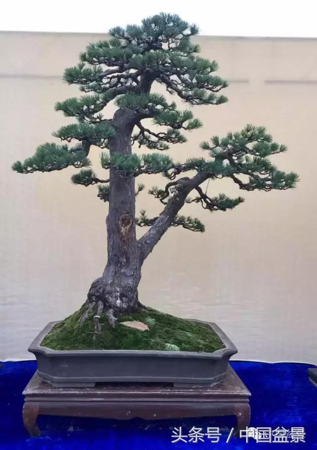 秋冬季节盆景杀菌杀虫,冬季盆景防虫妙招