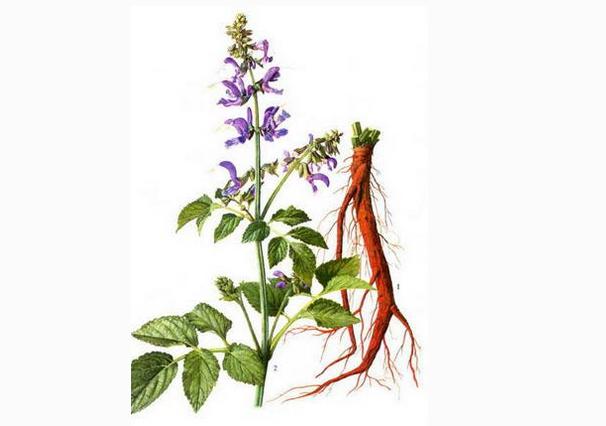 治鸡眼的十大民间偏方,鸡眼图片大全及治疗方法