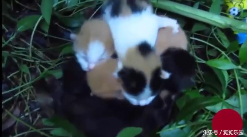 小奶猫被抛弃在垃圾桶收养,小奶猫被主人抛弃被别人捡到