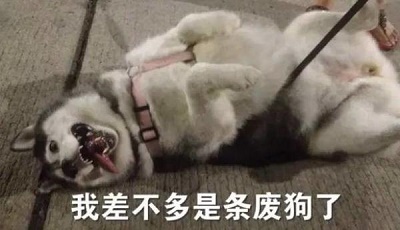 这是一只暖心的哈士奇你们见过吗,这是一只很通人性的哈士奇