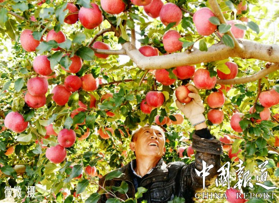 山西万荣苹果丰收,山西运城苹果丰收