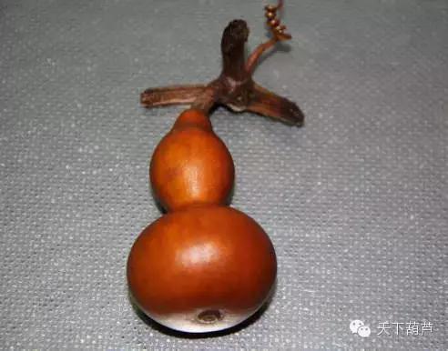 如何鉴别葫芦已经授粉,如何辨别葫芦真假