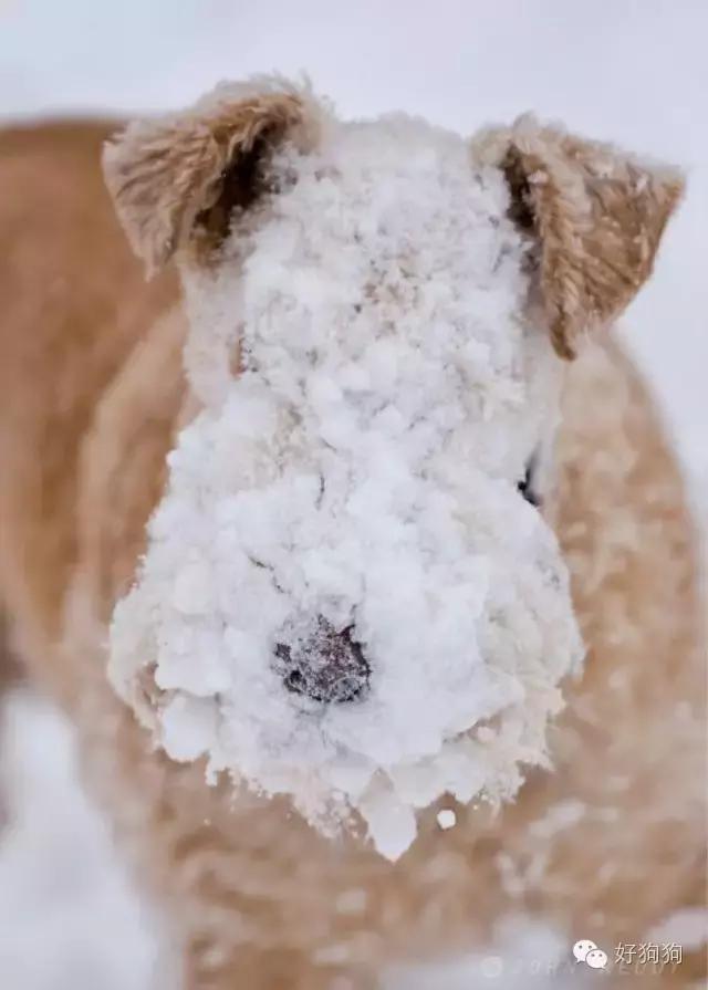 下雪天狗狗会怎么样,下雪天狗狗应该注意什么