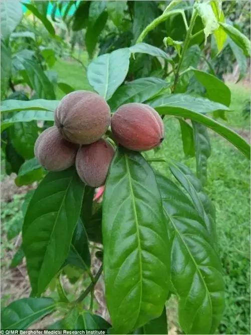 浆果治癌症怎么用,科学家发现消灭癌症的植物