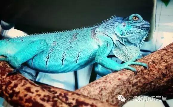 绿鬣蜥的饲养方式和技巧,绿鬣蜥的饲养方法和注意事项