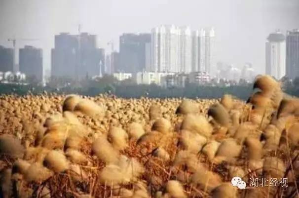 武汉秋天不可错过的美景,武汉踏春打卡地