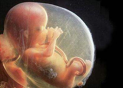 怀孕整个胎儿的发育过程,胎儿1-10月发育过程各怕什么