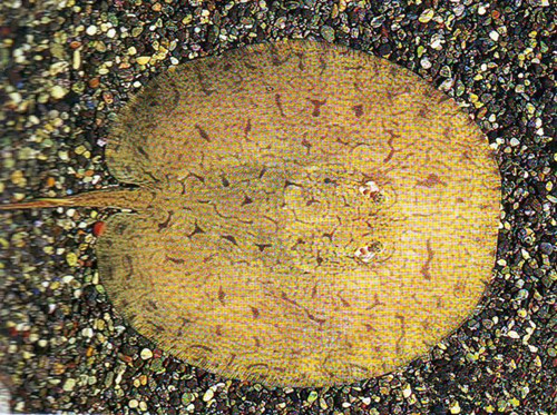 魟鱼营养,饲养魟鱼需要知道些什么