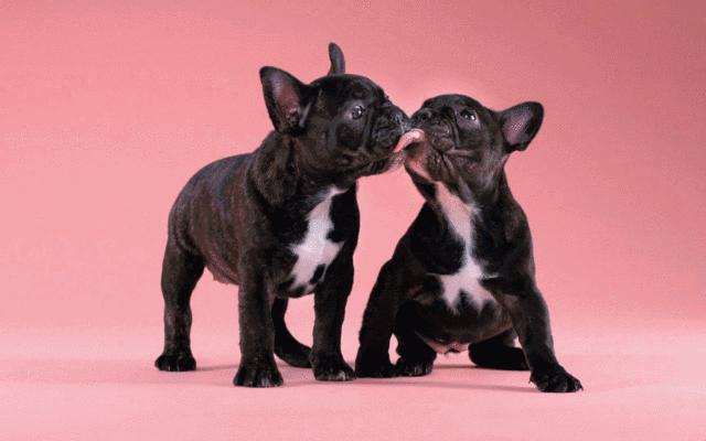 几个细节判断你的宠物是否爱你,如果你的宠物有残疾还会爱它吗