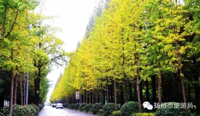 明日立冬,扬州最美的秋景都在这里啦!