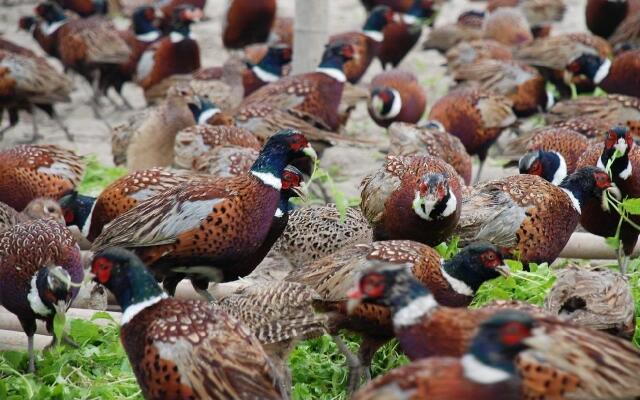 养土山鸡能赚多少,养殖5000只山鸡需要多少成本