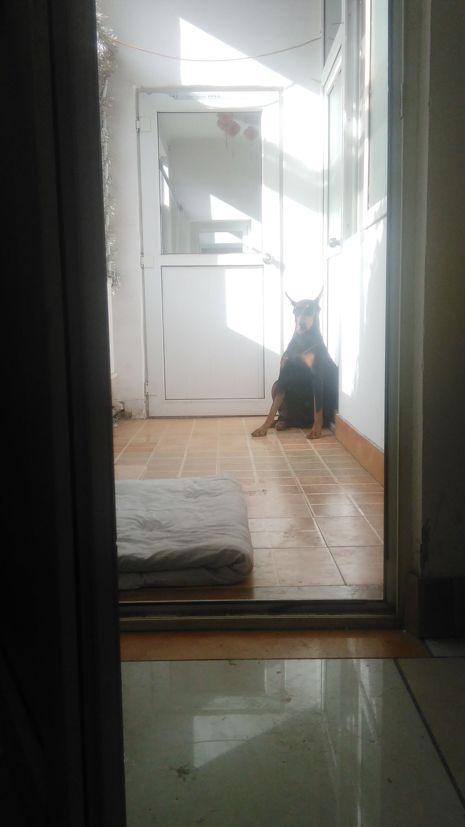 分享:母犬分娩那点儿事儿