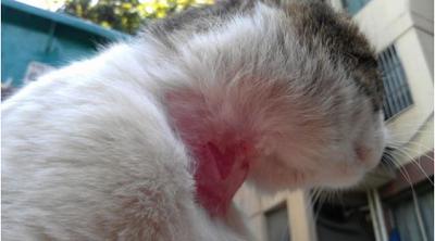 喵星人体外驱虫项圈,给猫戴了除虫项圈它一直挠