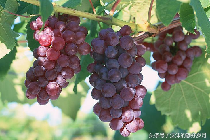 孕妈最适宜吃的秋季水果,孕妇秋天干燥吃什么食物最好