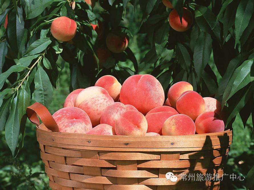 江苏常州十大特产送人,作为一个合格的吃货