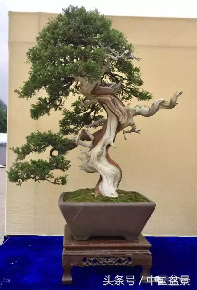 秋冬季节盆景杀菌杀虫,冬季盆景防虫妙招