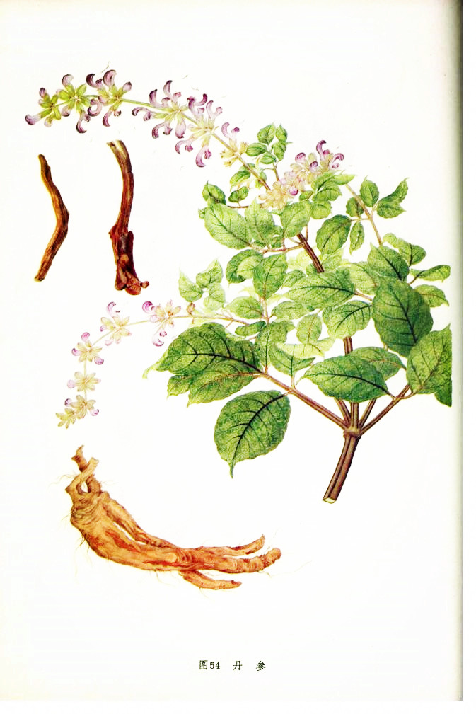 常见中草药祛除难缠*疮痤**