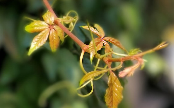 中兴天机七max,中兴天机7max很卡