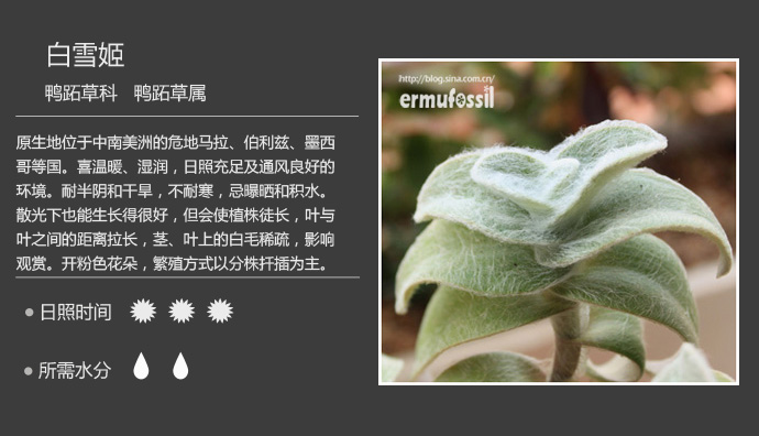 1000种多肉植物珊瑚图鉴,最全多肉品种图鉴