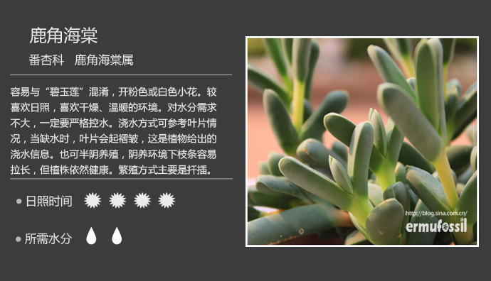 1000种多肉植物珊瑚图鉴,最全多肉品种图鉴