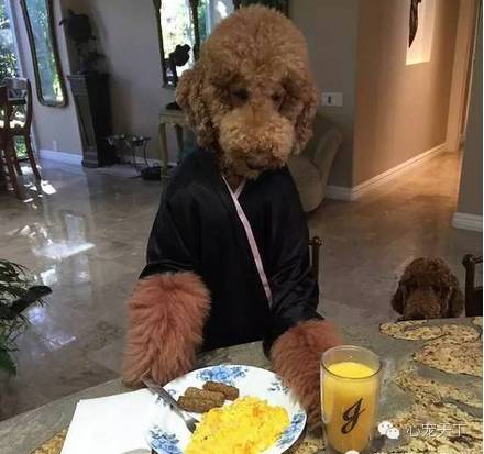 一群逆天的巨型贵宾犬,软萌的大型犬巨型贵宾犬