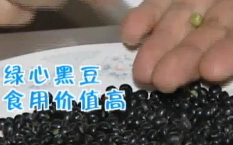 黑豆绿心和黄心哪个比较好,绿心黑小豆和绿心大黑豆的区别