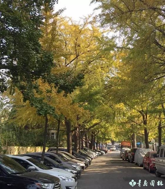 岛城秋韵,“杏”好有你