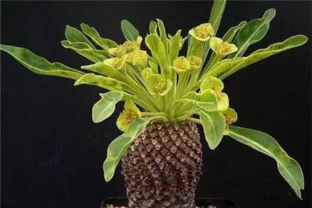 海淘族11.11不学国检法规吃大亏