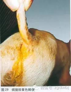 仔猪黄白痢的原因和治疗方案,哺乳仔猪拉黄白痢应该用什么药治