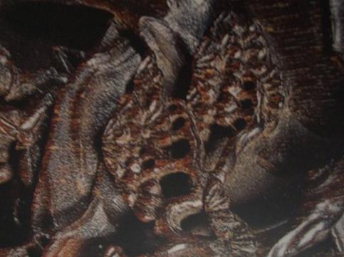 犀角中医讲解,有关犀角的辨别所有视频总汇