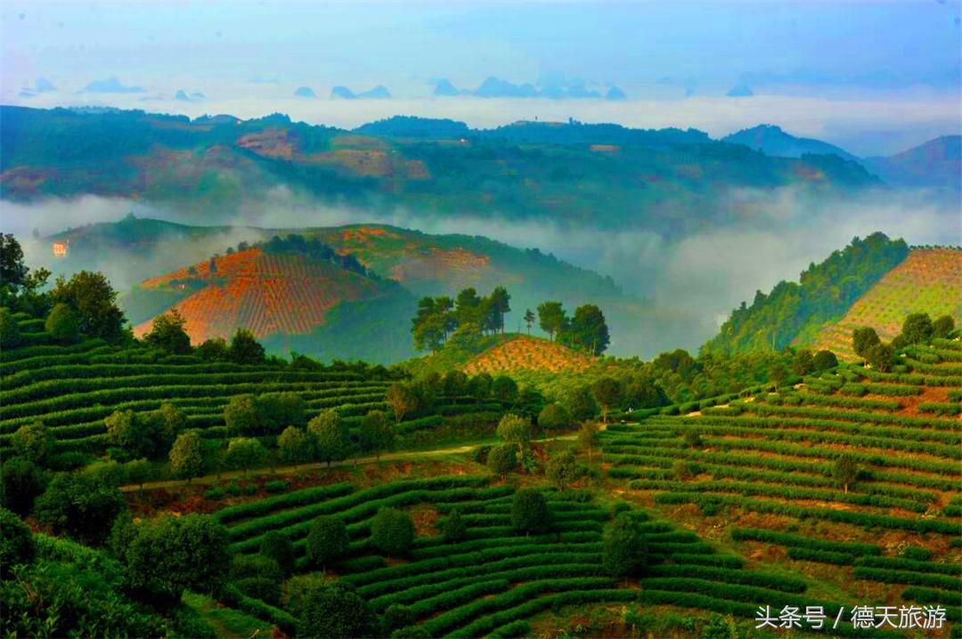 闻茶香回甘甜暖人心,闻茶香绿茶
