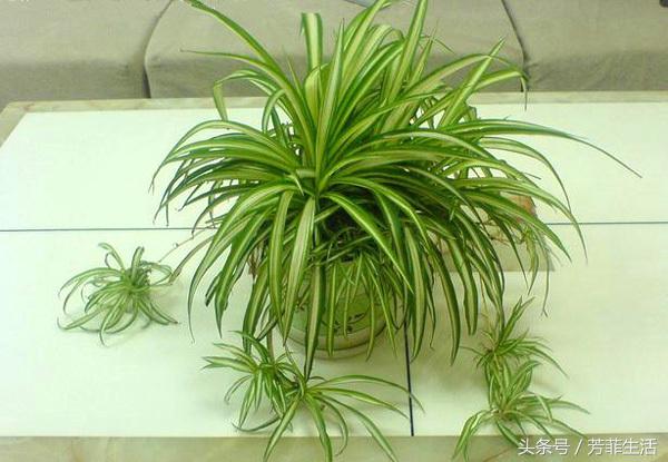 吊兰换完土叶子蔫了,牡丹吊兰干蔫怎么办