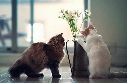 小奶猫窒息怎么办,宠物猫意外勒死在房中怎么处理