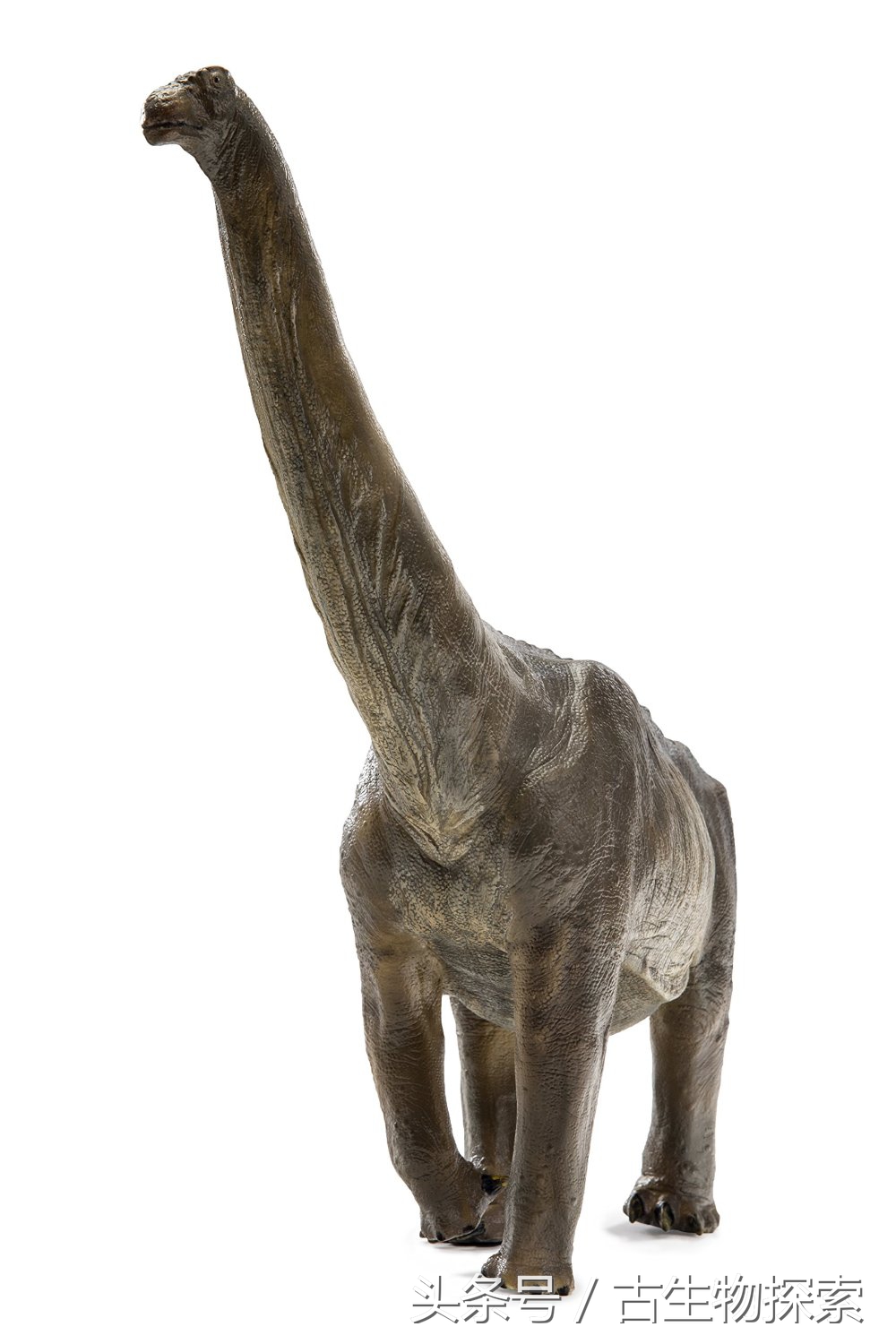 恐龙黄河巨龙,史前中国十大恐龙