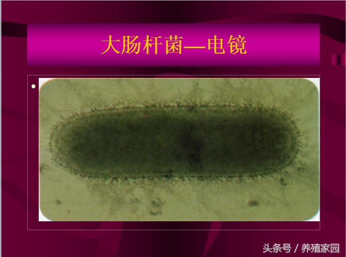 猪冬季腹泻疾病的原因