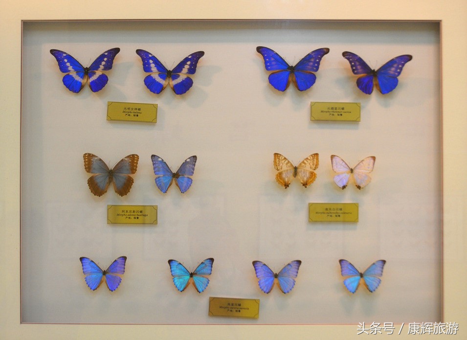 三亚有什么特产值得买,三亚特产有哪些值得买