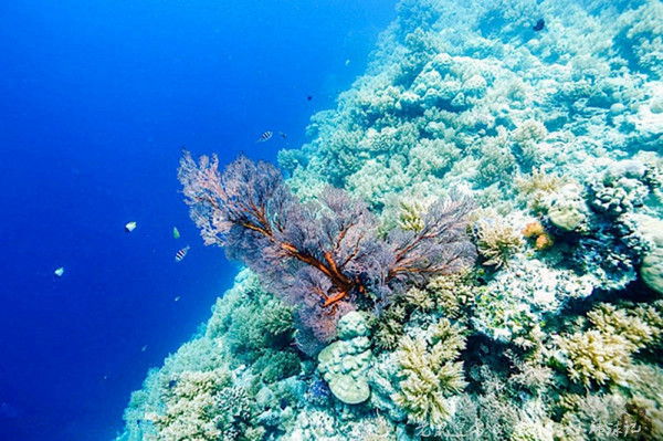 帕劳海底世界完整视频,帕劳潜水遇到的海底生物