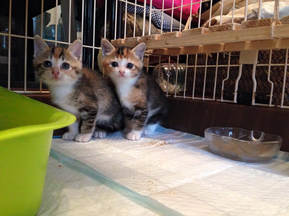 这个香港女孩，是20只残疾猫咪的妈妈：“我会照顾它们到老”