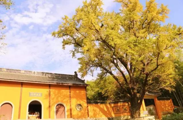 在宜兴竹海，阅读作家笔下的秋！