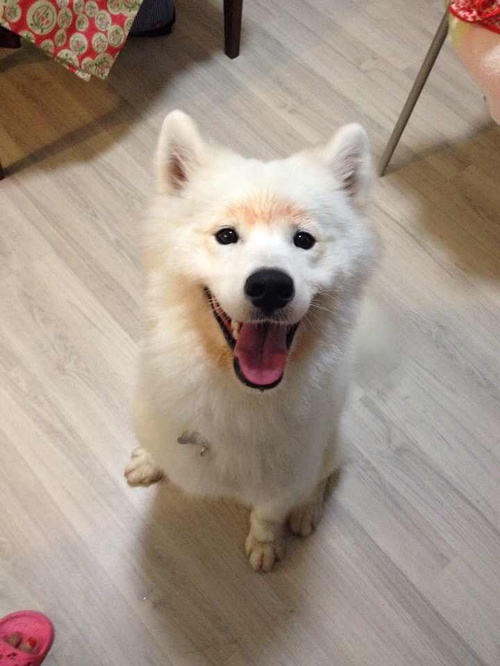 狗狗身上的毛剃光了是不是很难看,狗狗全部剃光毛的样子