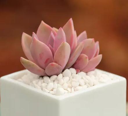 怎么养多肉植物才不会死,多肉植物容易养死原因