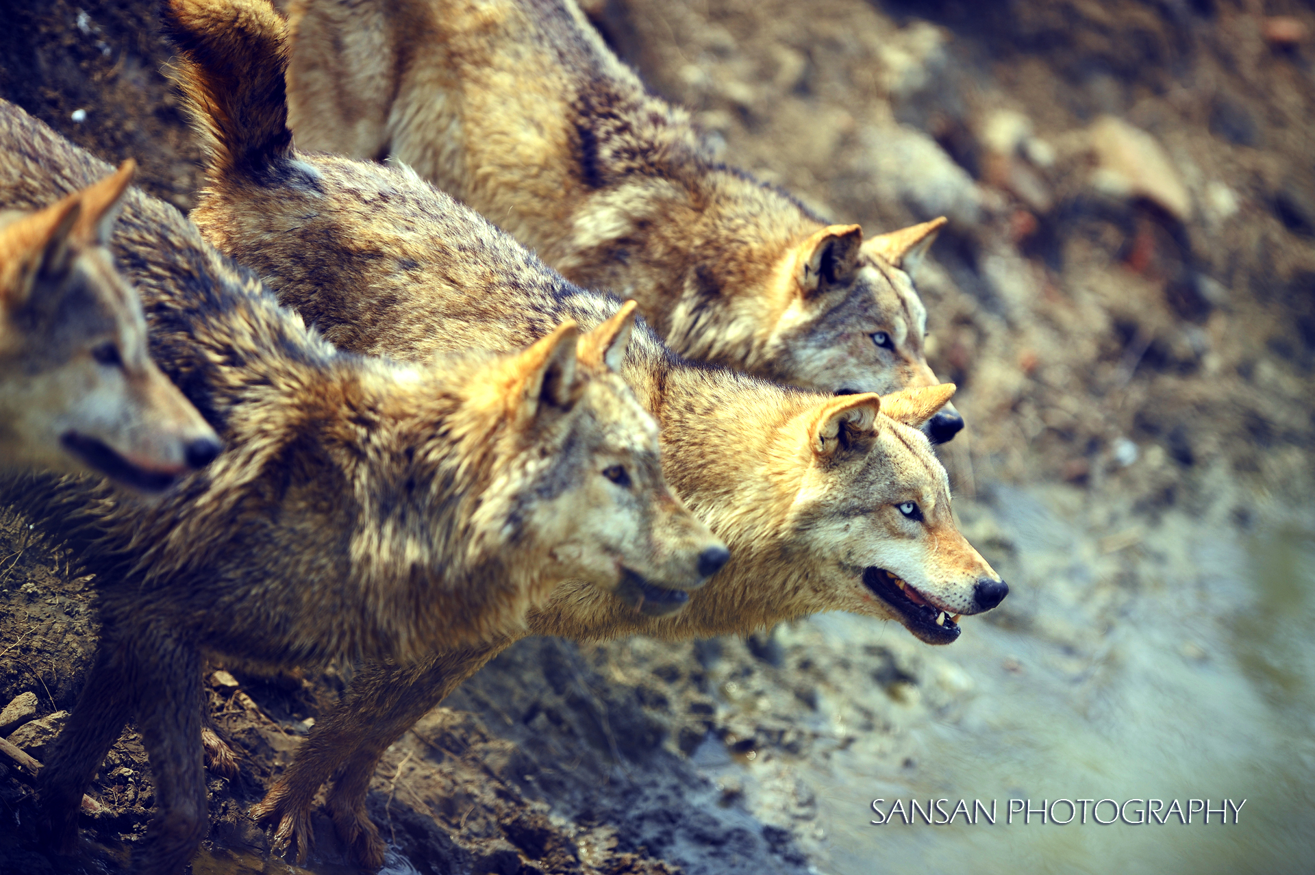 群规八荣八耻,群规示例怎么写