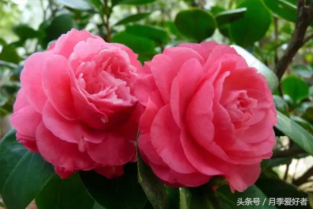 平常的日子送什么花比较好,夏秋季节送什么花合适呢