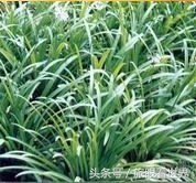 天水武山韭菜特产,天水市武山韭菜