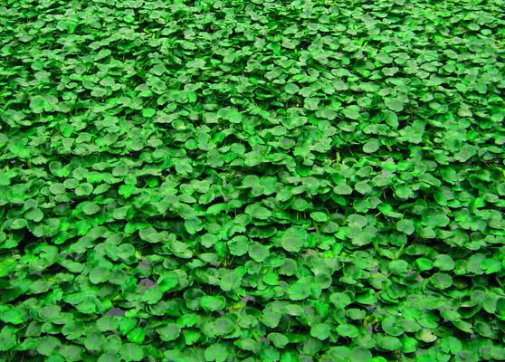 绿植盆栽有前景吗,怎样才能养好绿植盆栽