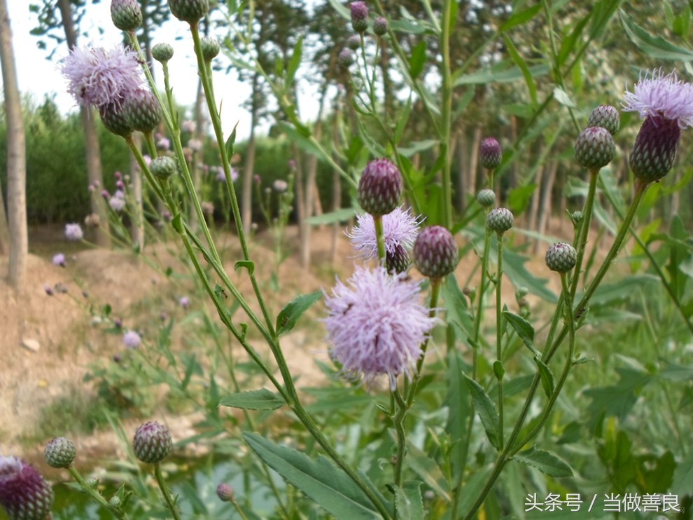 南方小时候常见又叫不上名的植物,四川常见花草植物有哪些