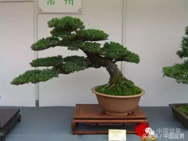 枸杞树桩盆景如何造型,紫薇盆景树桩造型图片