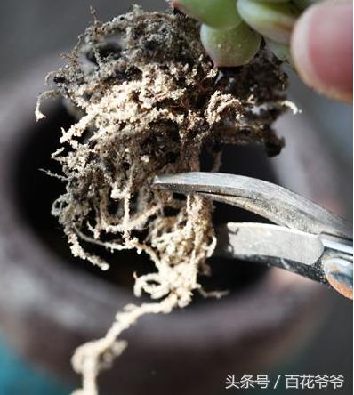 老肉友手把手教你学会韩国进口多肉的定植方法（配图哟！）