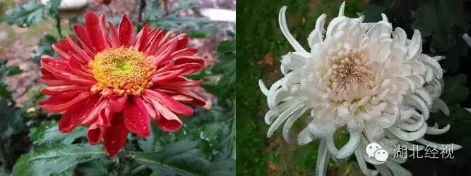 武汉秋天不可错过的美景,武汉踏春打卡地